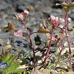 Capsella rubella