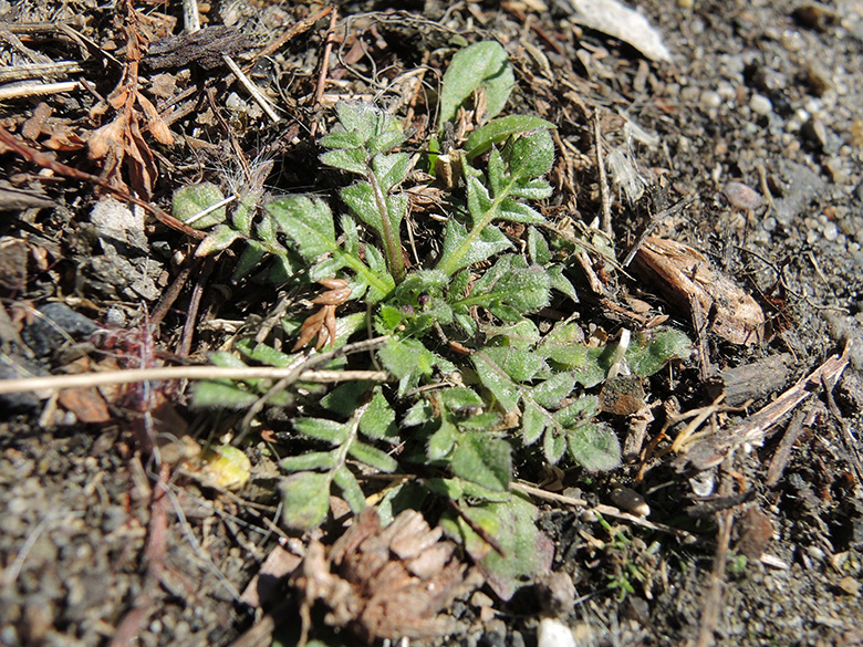 Capsella rubella