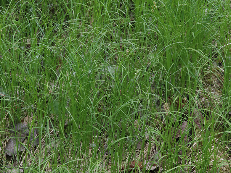 Carex brizoides