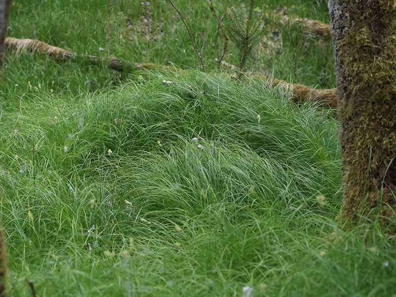 Carex brizoides