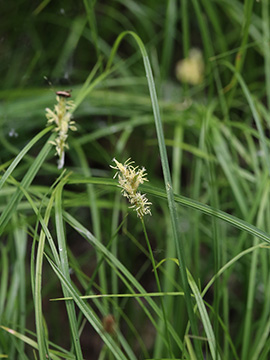 Carex brizoides