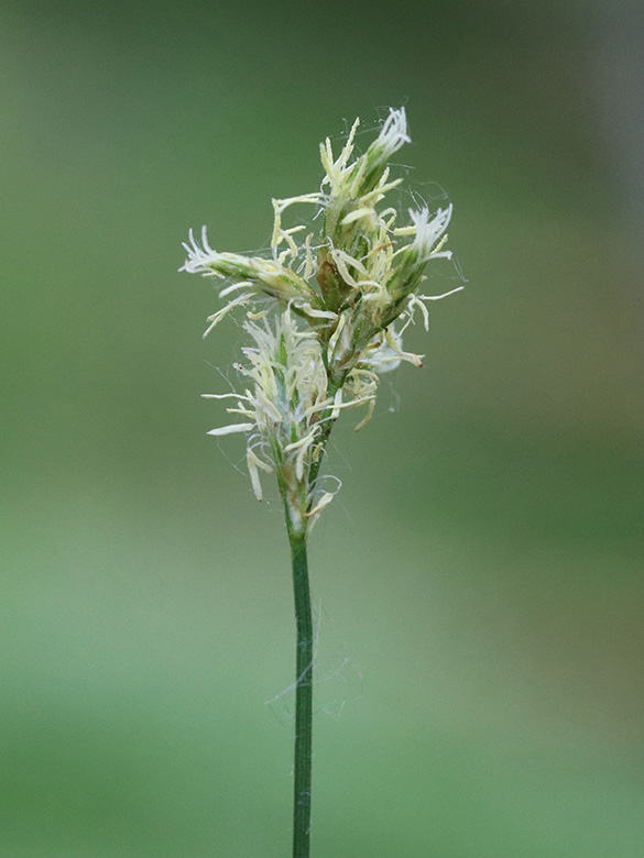 Carex brizoides