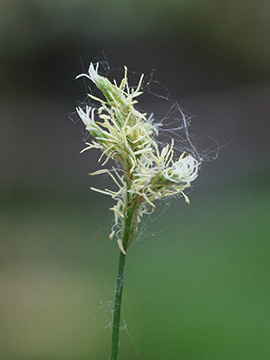 Carex brizoides