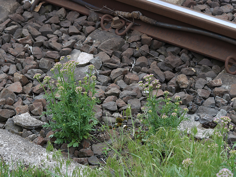 Centranthus calcitrapae