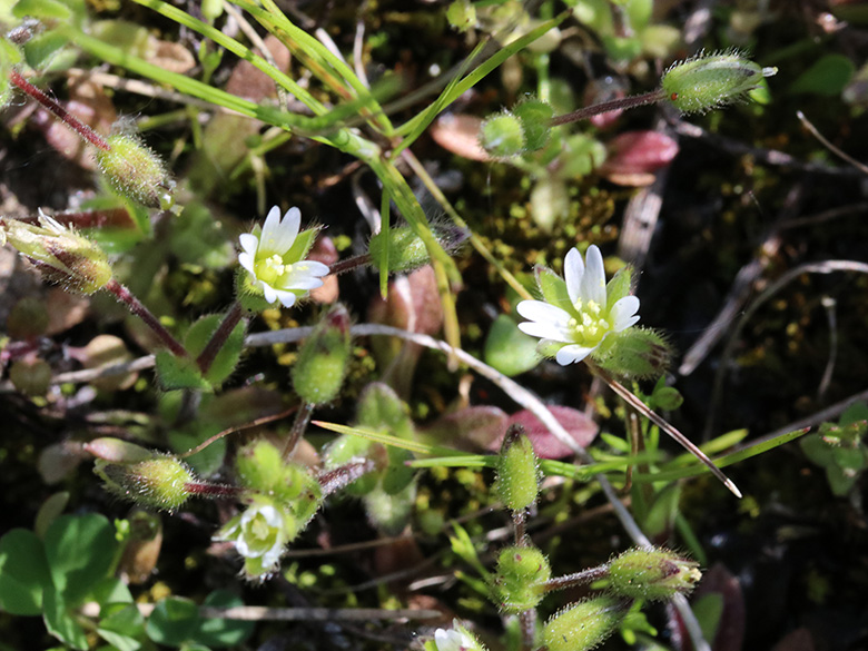 Cerastium subtetrandrum