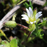 Cerastium subtetrandrum