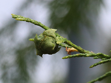 Cupressus funebris