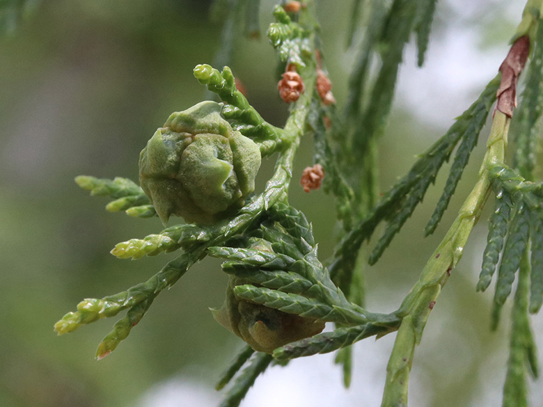 Cupressus funebris