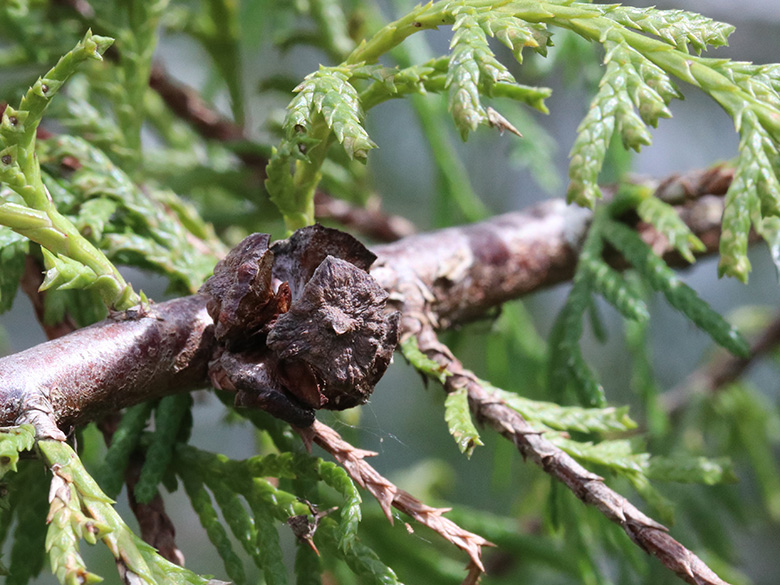 Cupressus funebris