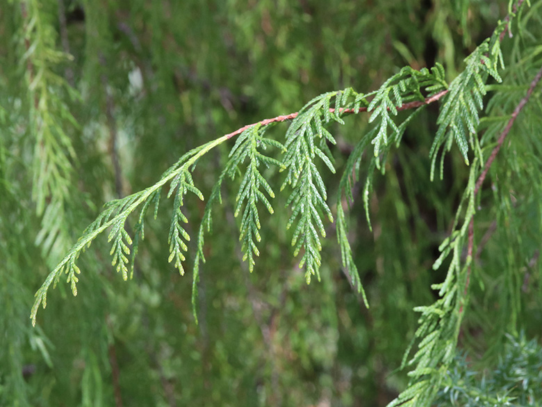 Cupressus funebris
