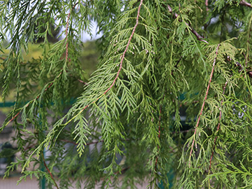 Cupressus funebris