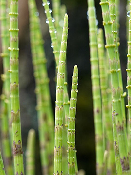 Equisetum dycei