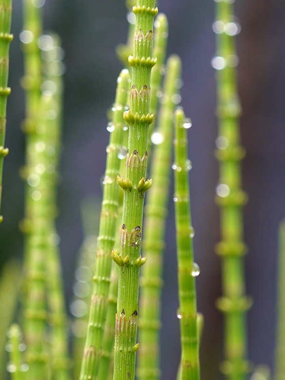 Equisetum dycei