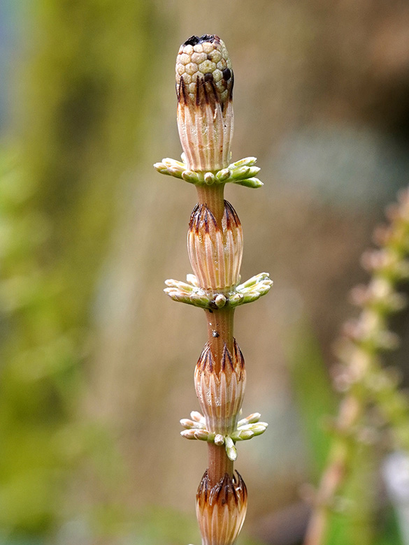Equisetum mildeanum