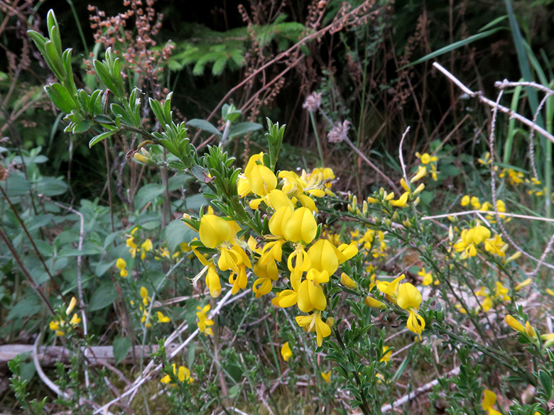 Genista pilosa