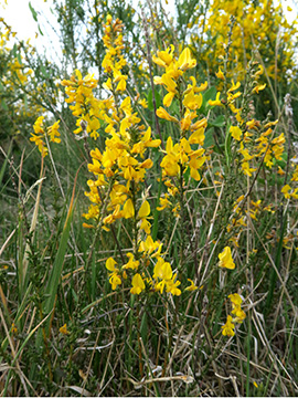 Genista pilosa