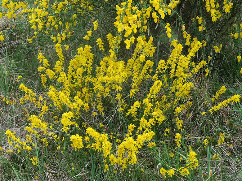 Genista pilosa