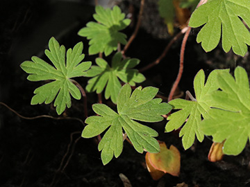 Geranium pratense