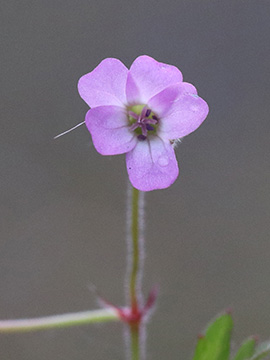 Geranium rotundifolium