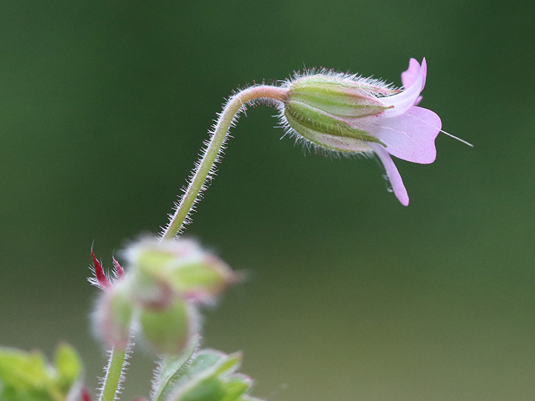 Geranium rotundifolium