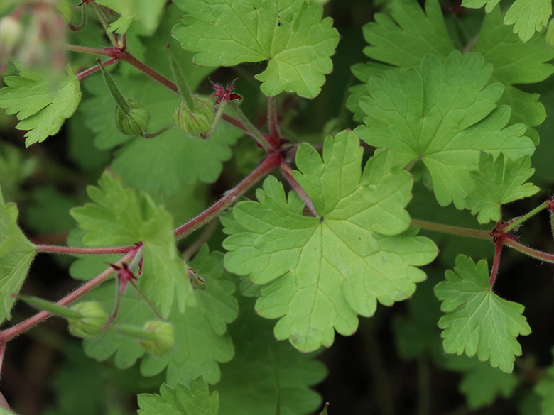 Geranium rotundifolium