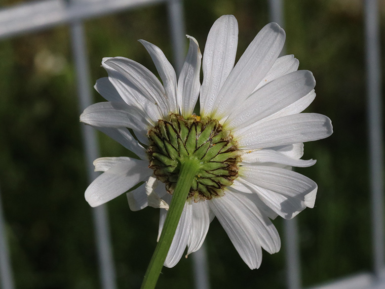 Leucanthemum ircutianum