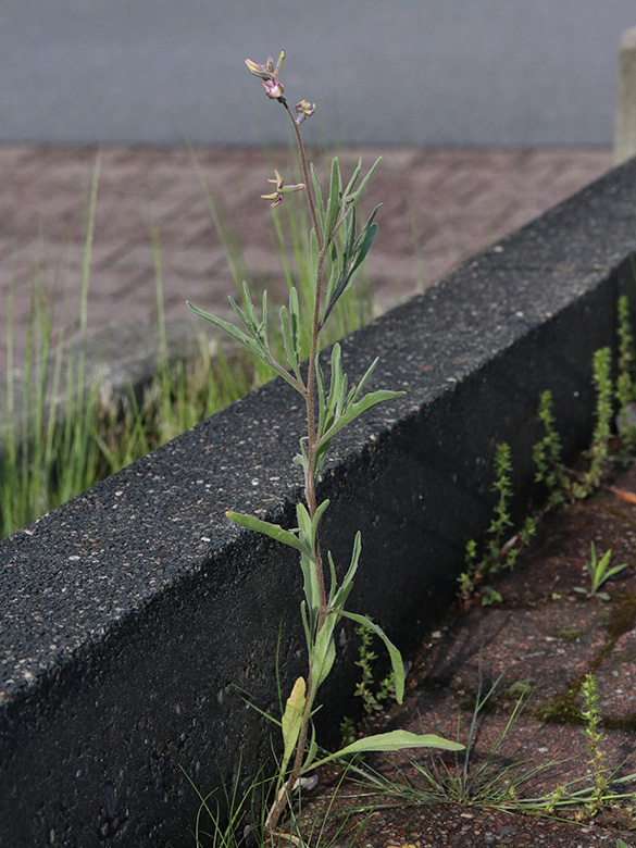 Matthiola longipetala