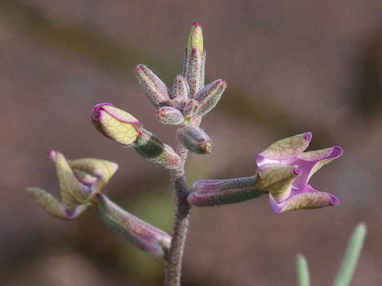 Matthiola longipetala