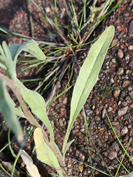 Matthiola longipetala