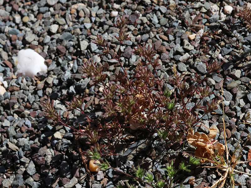 Sabulina mediterranea