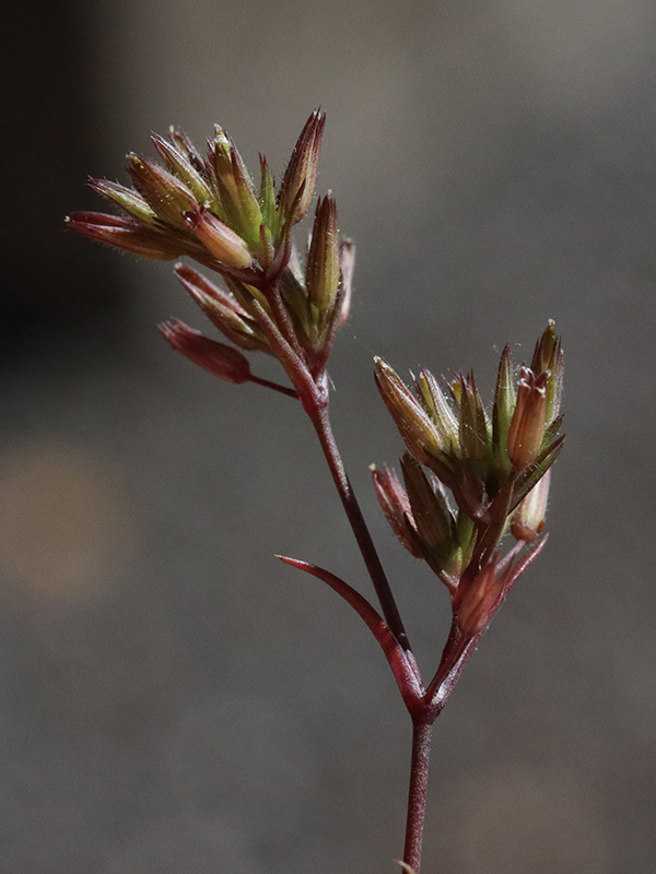 Sabulina mediterranea