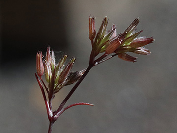 Sabulina mediterranea