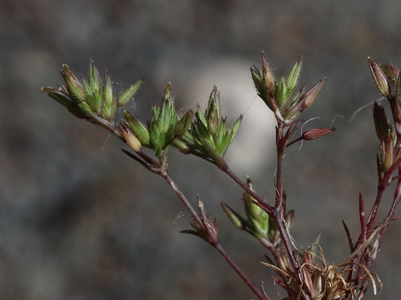 Sabulina mediterranea