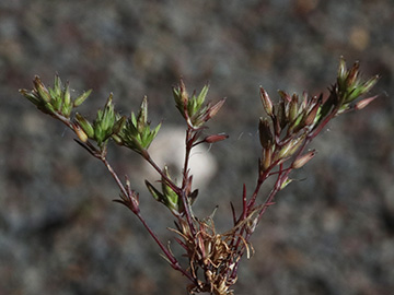 Sabulina mediterranea