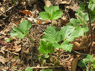 Peucedanum ostruthium