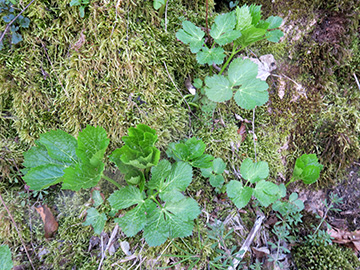 Peucedanum ostruthium