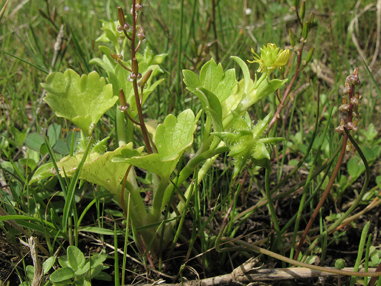 Ranunculus muricatus