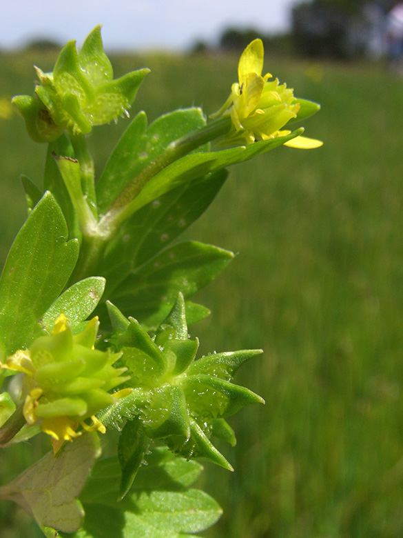 Ranunculus muricatus