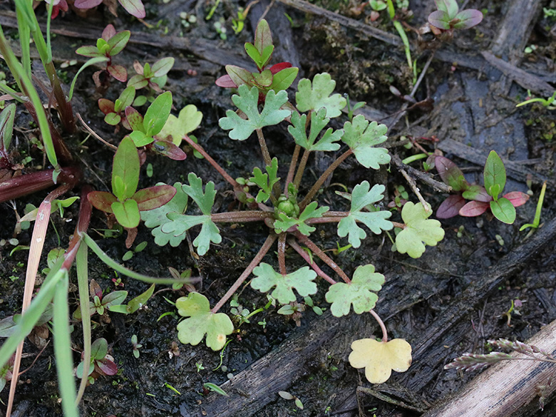 Ranunculus sceleratus