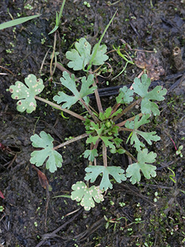 Ranunculus sceleratus