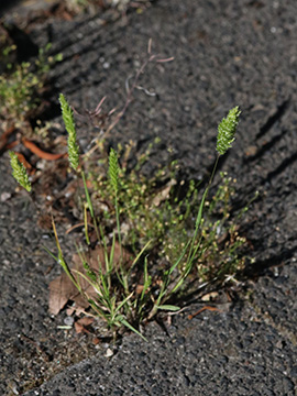 Rostraria cristata