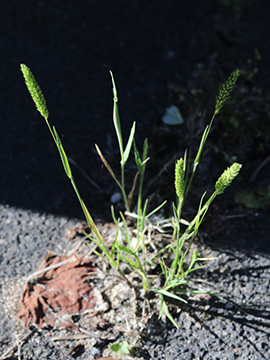 Rostraria cristata