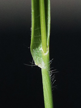 Rostraria cristata