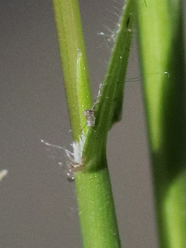 Rostraria cristata