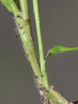 Rostraria cristata