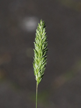 Rostraria cristata