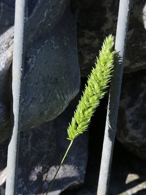 Rostraria cristata
