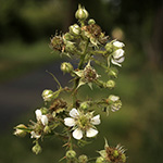 Rubus bovinus - Bullenweiden-Brombeere