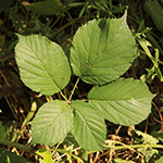 Rubus bovinus - Bullenweiden-Brombeere
