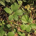Rubus bovinus - Bullenweiden-Brombeere
